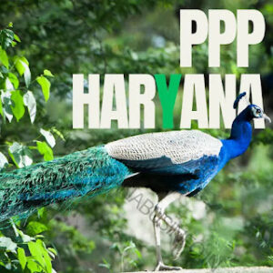 ppp haryana